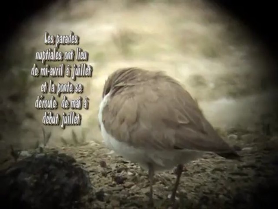 le petit gravelot 19.05.2013