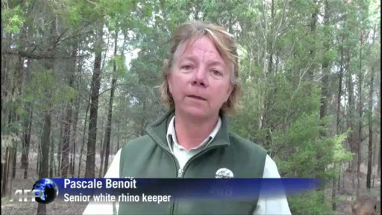 Australian zoo says white rhino birth 'sign of...