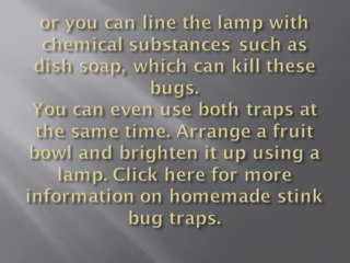 Build Your Own Stink Bug Traps