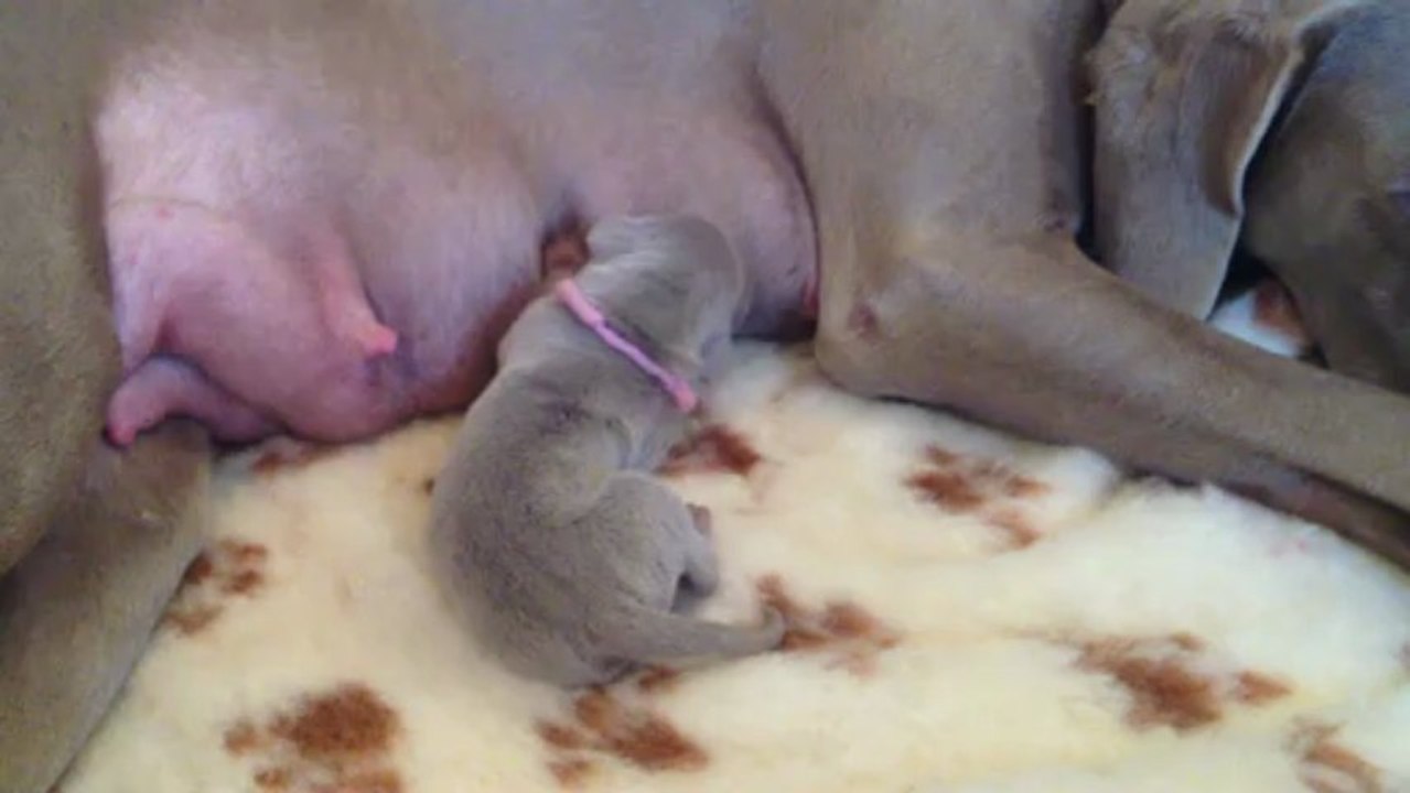 Rose (3 jours)