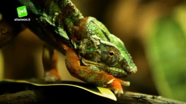 Acquario Cattolica, tante novita per la stagione e un regalo per le mamme