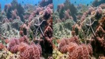 Underwater Thailand: Adventures in the Andaman Sea Trailer in 3D