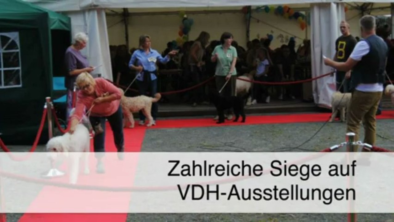 Golden Doodle Züchter - Langelsheim Dogs of Golden-Kennel - Andreas Werner