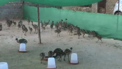 EMU FARMS