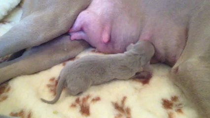 Sans Collier (3 jours)