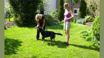 Hundetraining Hundeerziehung Hundeschule Stefanie Schlüter Hundecoach, Bad Aibling