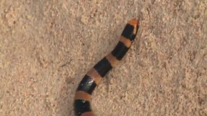 EXPÉDITION GRAND LAGON SUD, Sur la trace des tricots rayés