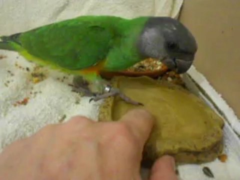 bébés youyou du sénégal , élevé a la main