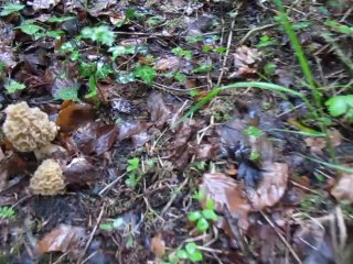 19 avril 2013, encore des petites blondes, il pleut, ça pousse...