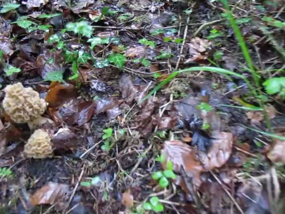 19 avril 2013, encore des petites blondes, il pleut, ça pousse...