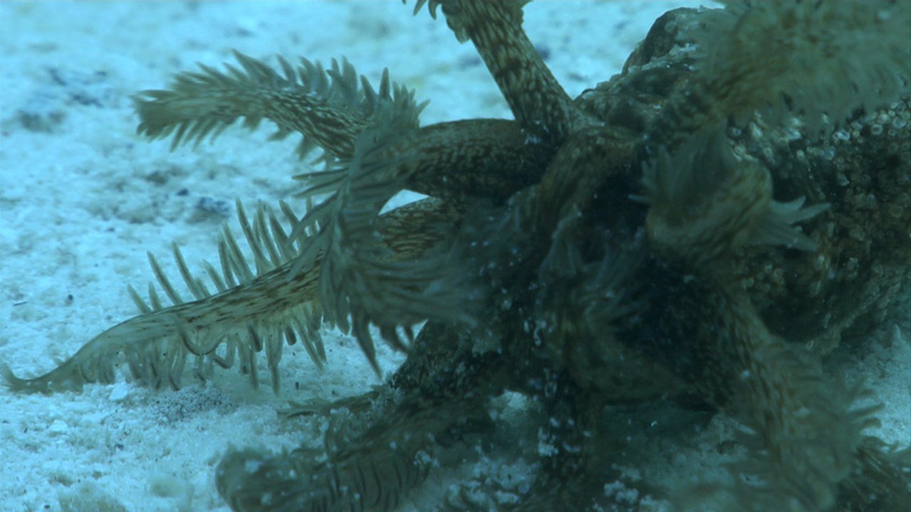 Mystery mandarin fish & monster sea cucumber | Postcards from Palau EP07