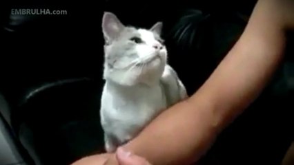 Gato carente - EMBRULHA.com