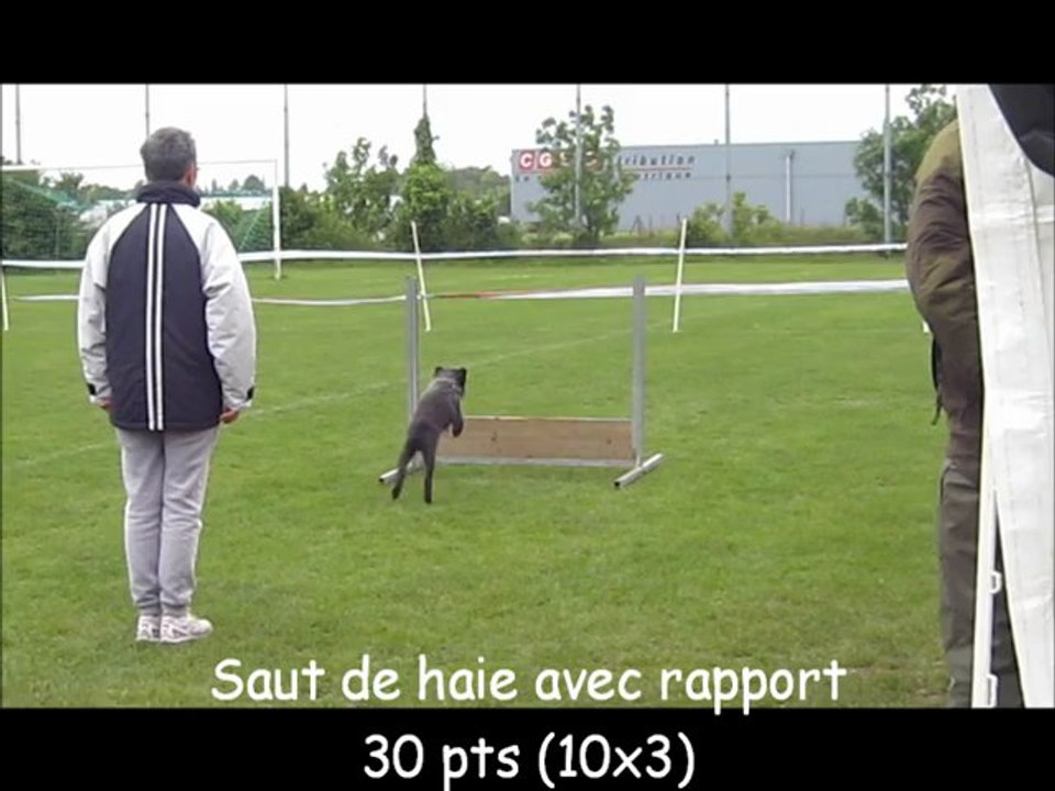 2013.05.19 - Concours d'Obéissance - Saintes - SILDE du MAZET JULYSSE dit SILOE