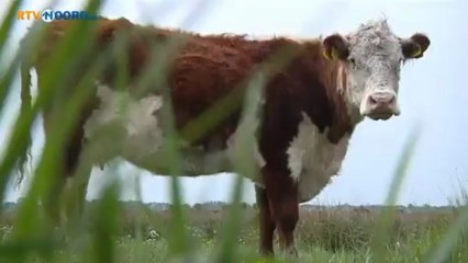 Mogelijk ook Hereford runderen bij Meerstad - RTV Noord