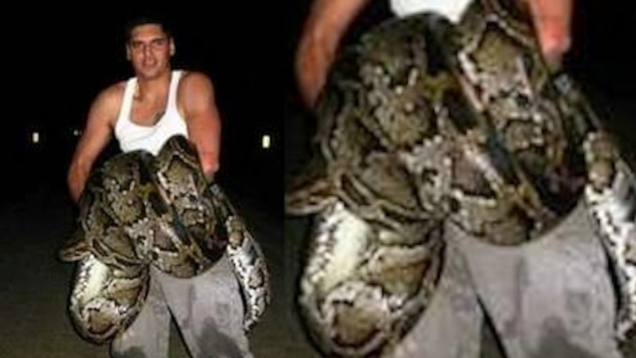 Largest Python Ever Killed in Florida