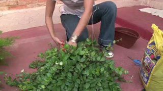 Aprenda a montar um jardim vertical bem baratinho