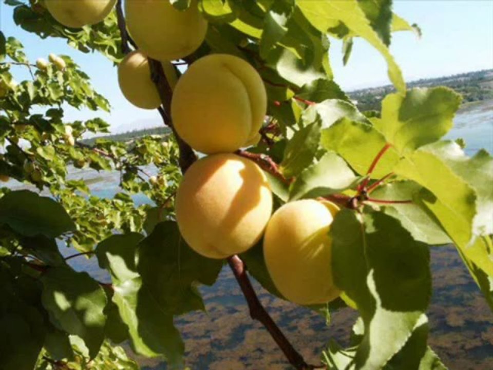 seslidediyar,seslidediyar.com,www.seslidediyar.com