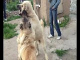 Kırıkkaleden Köpekçi Osmanın F16'nın oğlu 22 Aylık Tosun & Onur Kanlının Aslanın oğlu Aslan 5 Yaşında
