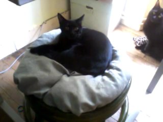 Elliot sur le pouf et Nolan, assis par terre, tranquille