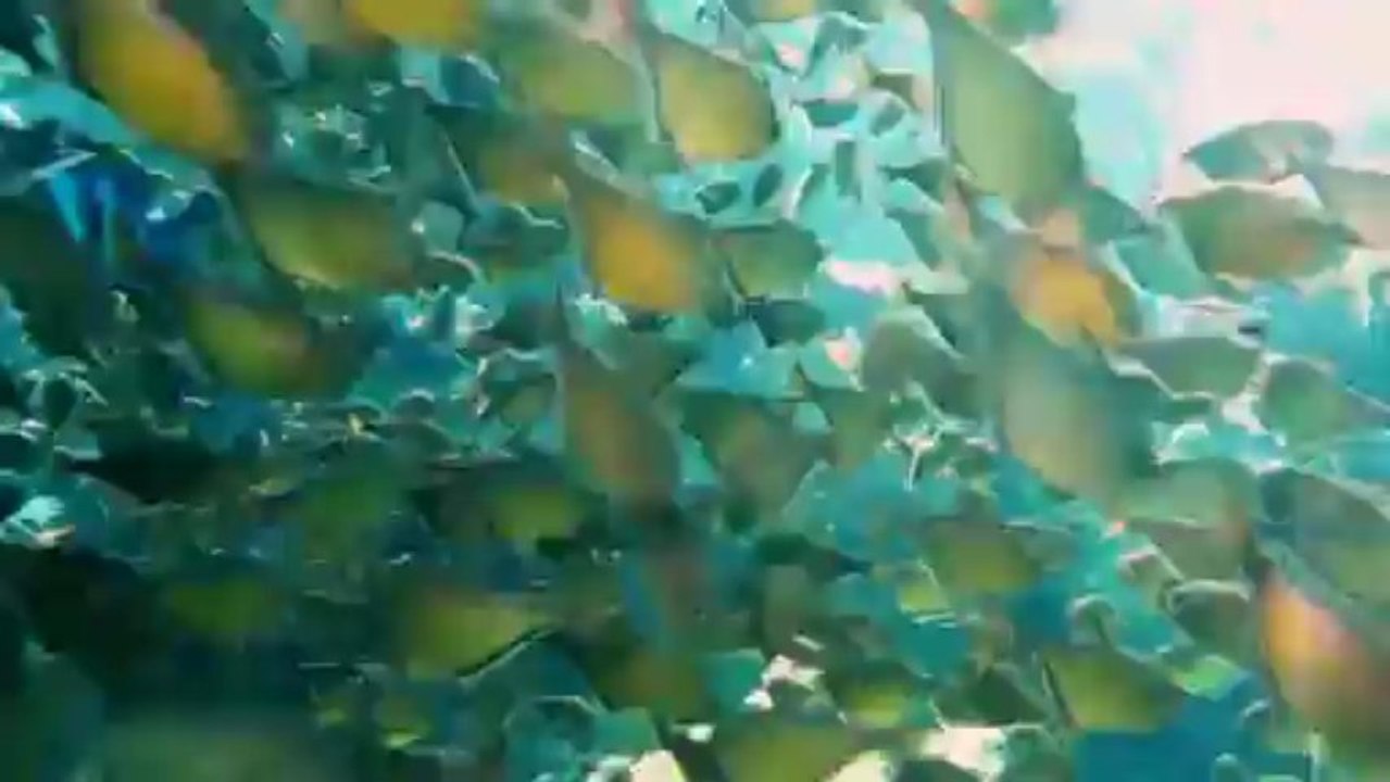 Underwater Nikon COOLPIX AW100 Camera Trenzelworks