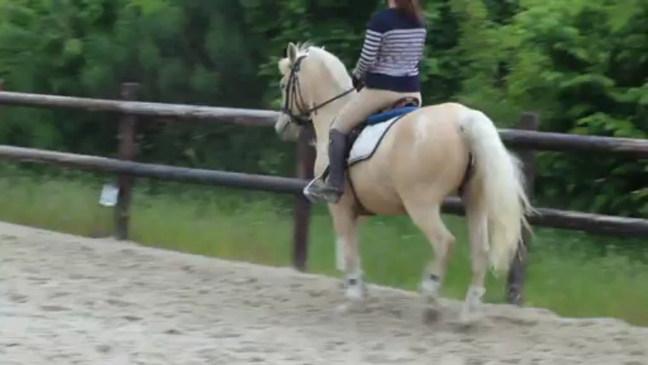 Dressage