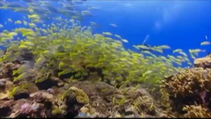 Face au réchauffement des eaux, les poissons fuient vers le nord
