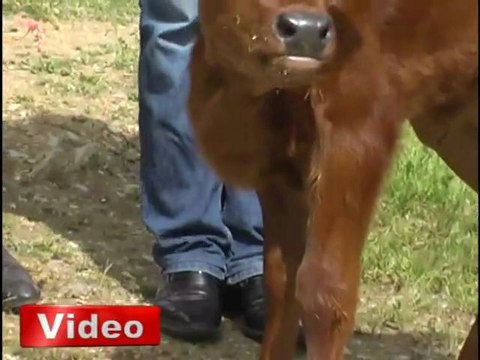 Un veau a le coeur dans le cou en Turquie