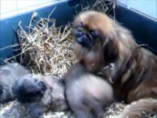 maman pekinois et ses chiots