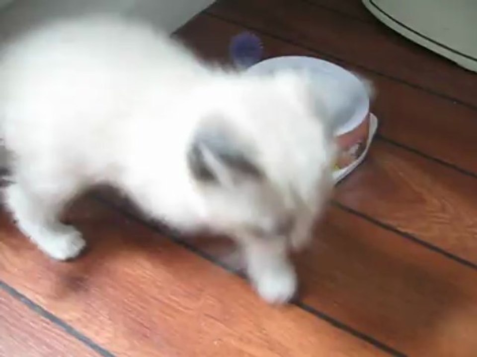 Ashley,Lindsay et Billy