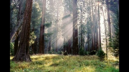 CALIFORNIA DREAMING - Instrumental Version