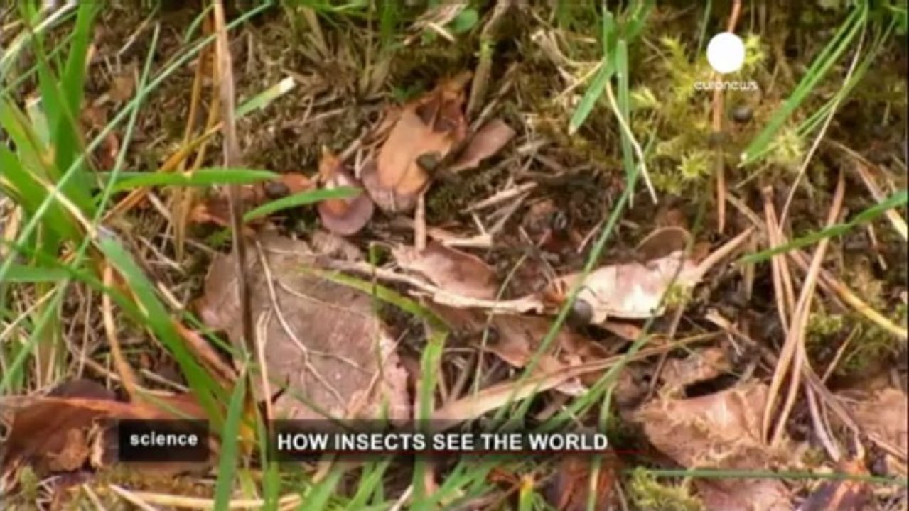 La caméra puce qui fait mouche