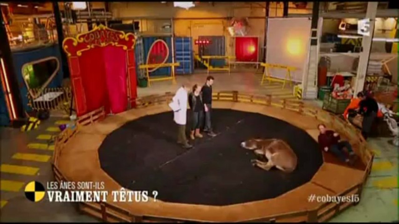 Les ânes sont-ils têtus