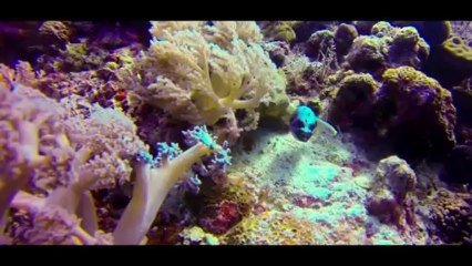 A day trip in Kalanggaman Island with sea explorers