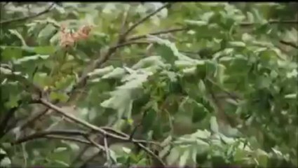 Kardeş Türküler - Sari Gyalin - (1997)