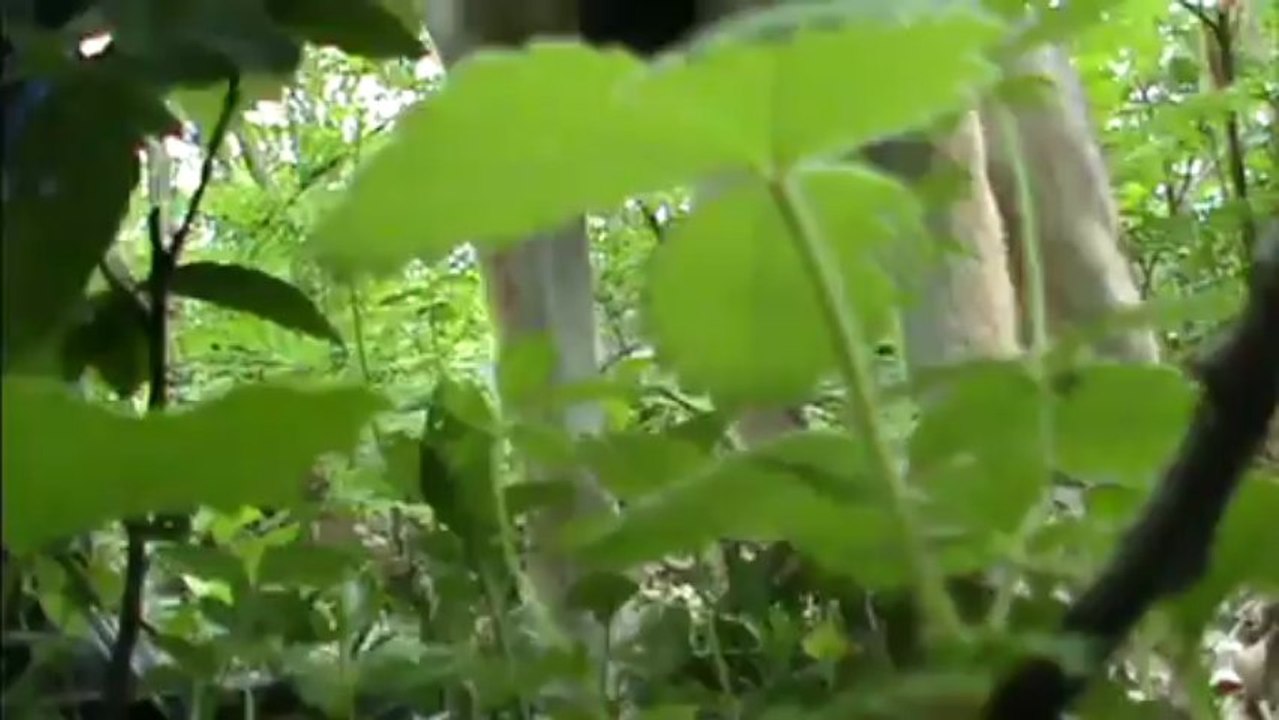 entrainement recherche utilitaire avec un chien loup tchecoslovaque