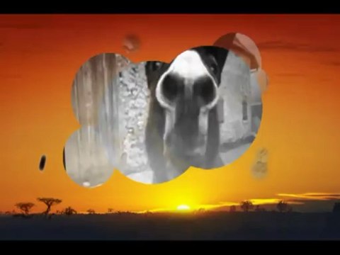 Anes : Concours Festival de l'Ane Mittlach (18 aout 2013)