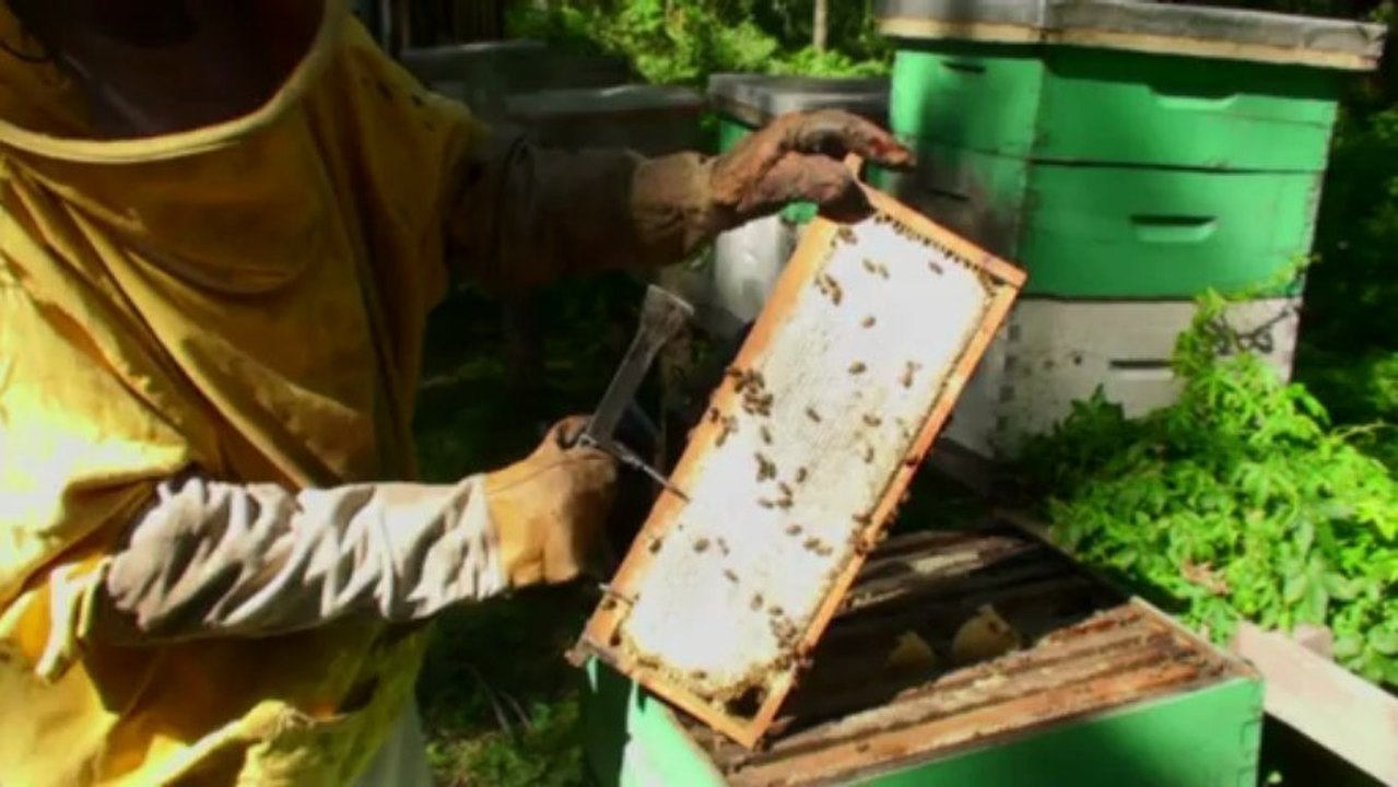 Argentinian honey production in danger