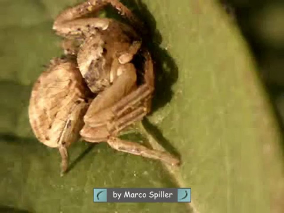 Xysticus