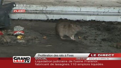Prolifération des rats à Lille Fives