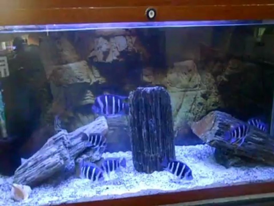 Frontosa Blue Zaire Moba