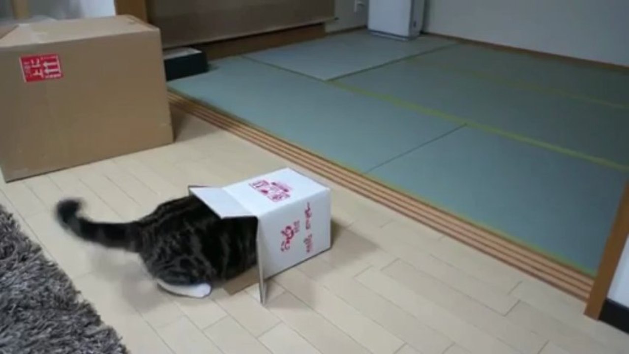 gato vs caja