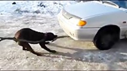 Beast Of A Pitbull Pulls Car