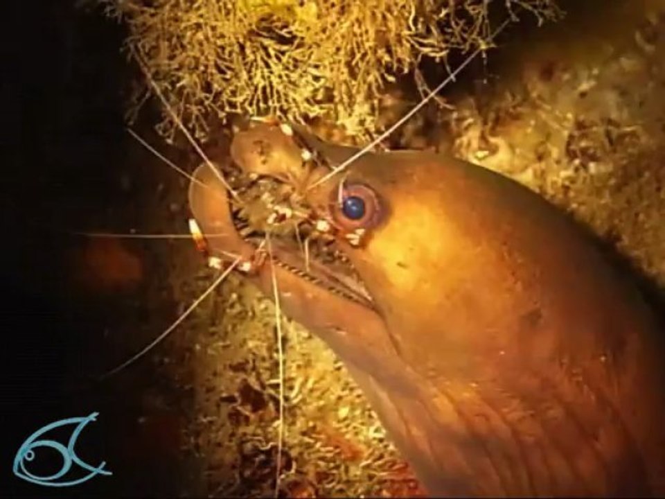 Crevette nettoyeuse et murène vipère : 'Nettoies-moi les dents" Martinique plongée