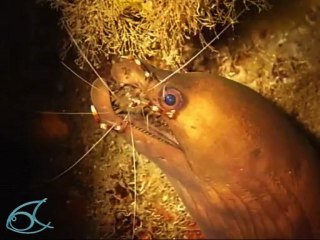Crevette nettoyeuse et murène vipère : 'Nettoies-moi les dents" Martinique plongée