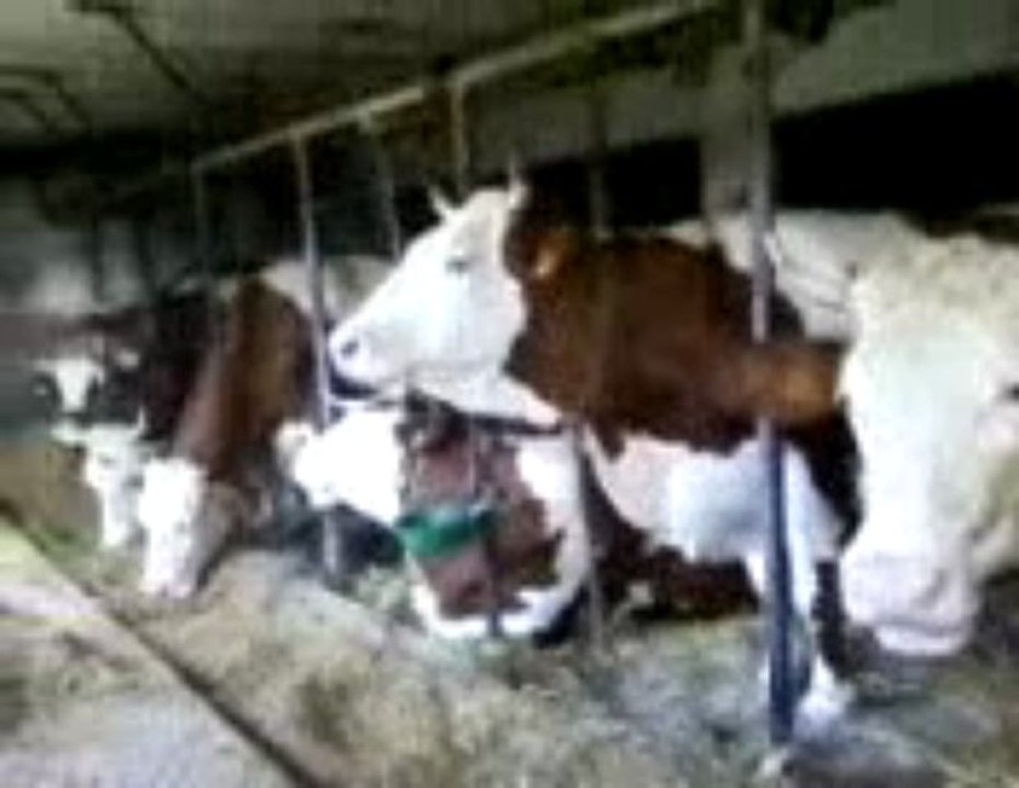 Vidéo-0003