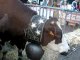 Vache à la fête des Alpages - Annecy