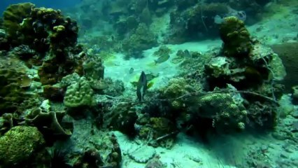 Aqua Tao - Open Water