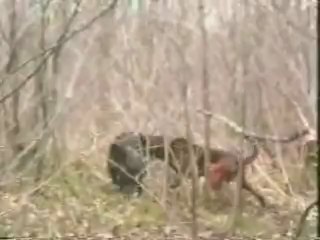 Le Ferme sur Sanglier