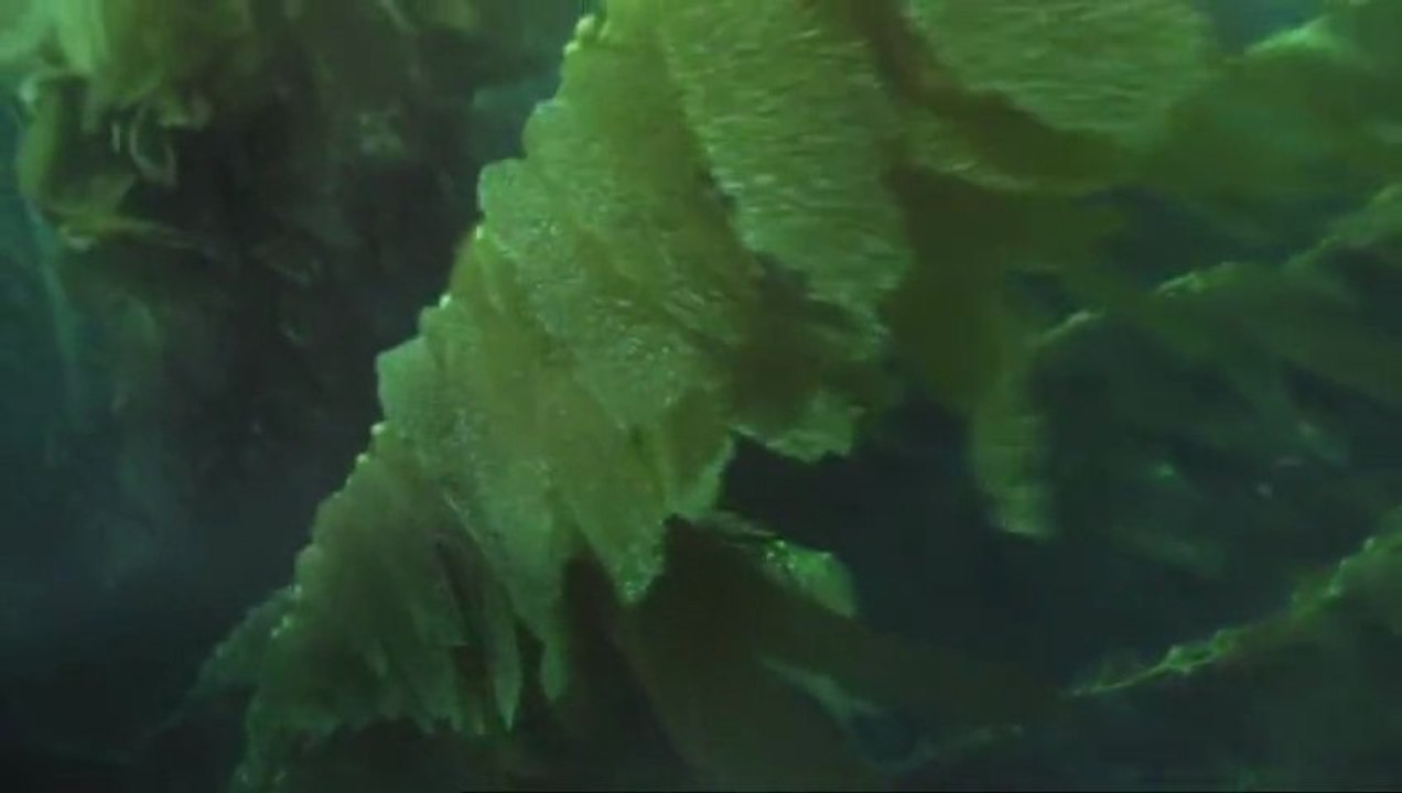 Critique de la Critique critique