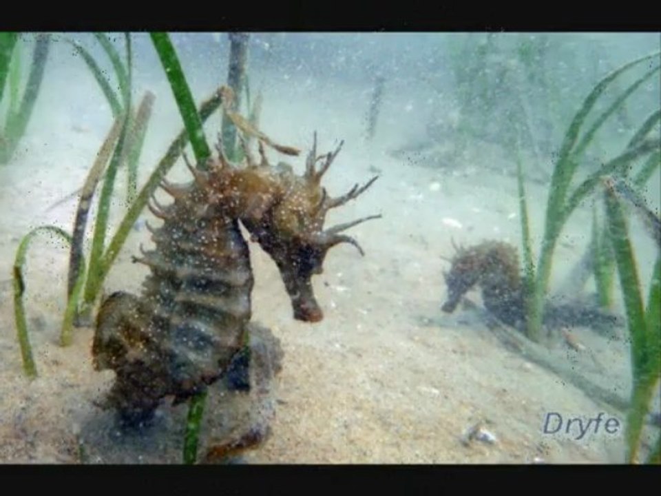 hippocampes sur le bassin Arcachon